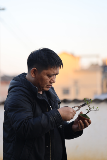 微拍堂里小微盆景，在自然意境中走向文化共富