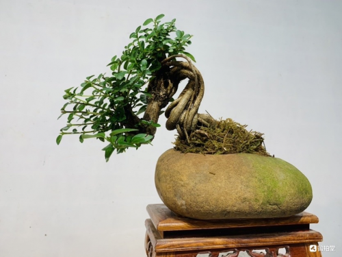 微拍堂里小微盆景，在自然意境中走向文化共富