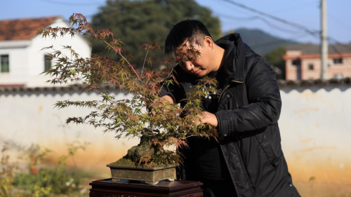 微拍堂里小微盆景，在自然意境中走向文化共富