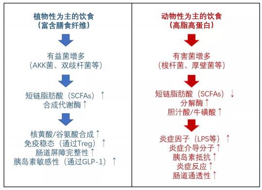 長期少吃多動血糖仍反復？降糖同時還要平衡糖尿病腸道菌群