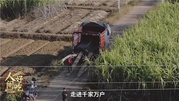 叮咚買菜“青山綠水”計(jì)劃助力鄉(xiāng)村振興，蔗農(nóng)林小根忙碌且幸福
