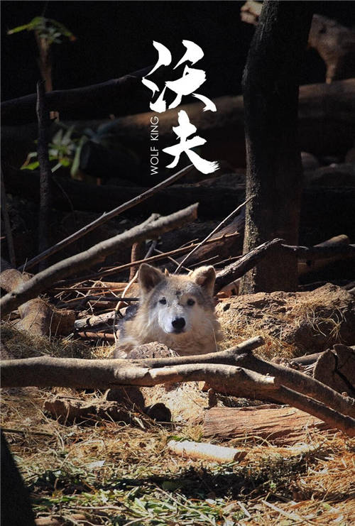 傳遞公益之美！七匹狼認(rèn)養(yǎng)狼王“沃夫”，以行動(dòng)賦能生態(tài)圈