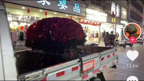 情人節(jié)也內(nèi)卷！貨拉拉司機幫人送999朵玫瑰遭路人圍觀