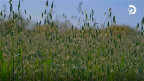 Discovery頻道走進(jìn)中國乳企，探秘中國奶粉未來力量