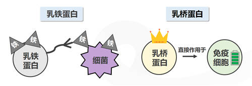乳橋蛋白究竟是何物？為何火爆寶媽圈