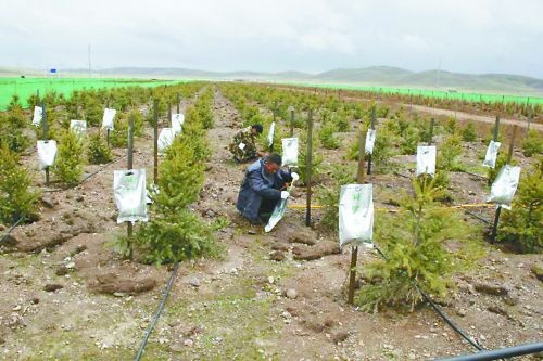 億利集團(tuán)從根本改善沙漠惡劣生態(tài)環(huán)境，讓不毛之地變?yōu)榫G色家園