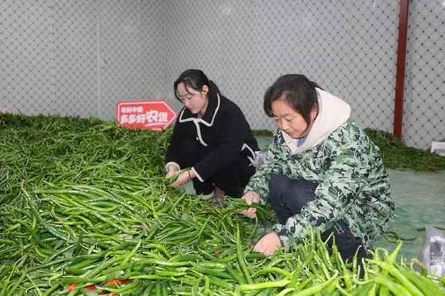 現(xiàn)摘現(xiàn)發(fā)是最適宜當(dāng)?shù)丨h(huán)境，也是保持辣椒口感最好的辦法.jpg