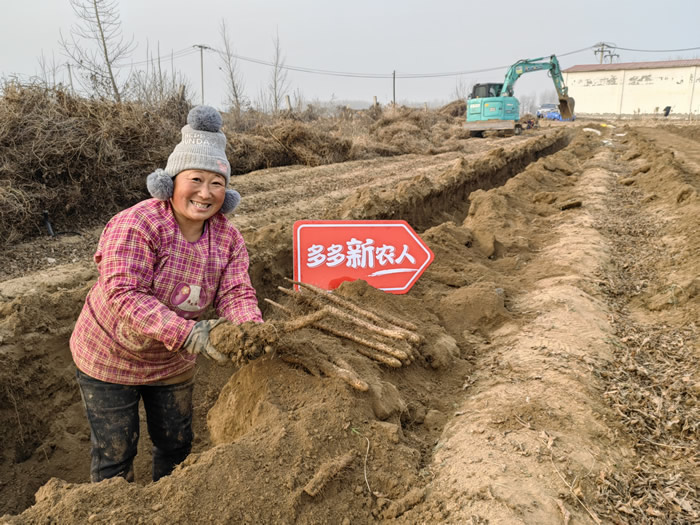 12月初，正值麻山藥采收季，新鮮的麻山藥將通過新電商平臺走進千家萬戶.jpg