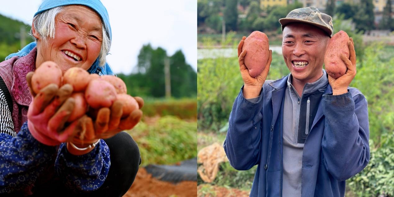 5月底，尋甸回族彝族自治縣倘甸鎮(zhèn)的薯農(nóng)們正忙著收獲洋芋.jpg