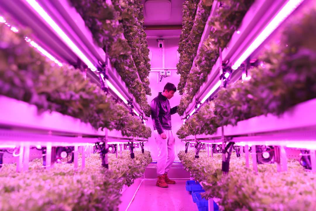 ▲上海農(nóng)科院隊(duì)決賽期間給集裝箱植物工廠內(nèi)種植的“優(yōu)雅”生菜補(bǔ)光。倪永孝▕攝.jpg