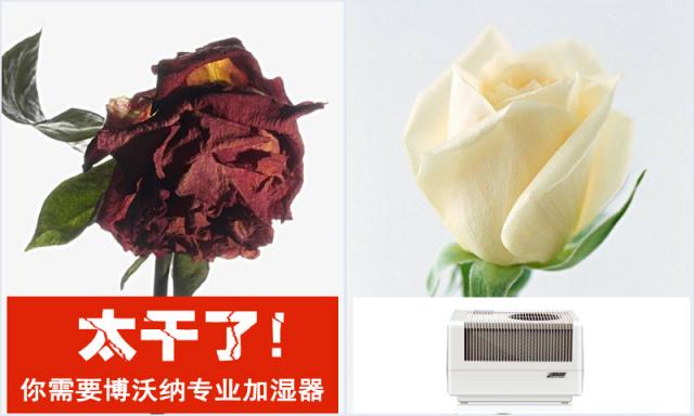 房間太干了，還能用什么加濕器？