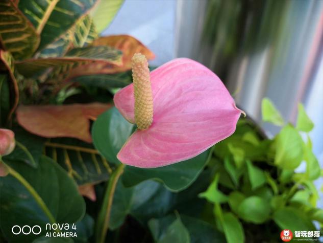 華為nova4后置三攝評(píng)測(cè)：首發(fā)索尼IMX586，117°超廣角解鎖大視野