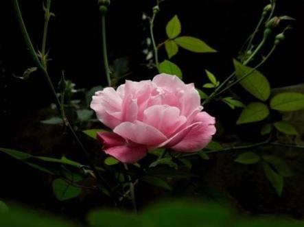 植物醫(yī)生亮白美肌，“瑰”蜜更懂你