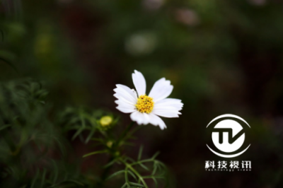 索尼全畫幅微單A73 和佳能EOS R選誰？ 35mm RF的專業(yè)表現(xiàn)是答案