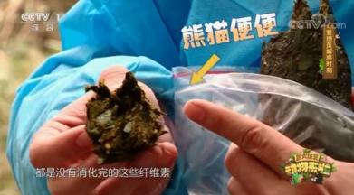 山丘用熊貓便便做紙巾 而且還是食品級(jí)！