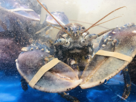 蘇鮮生西安第二店開(kāi)業(yè)，120斤重黃鰭金槍魚免費(fèi)吃
