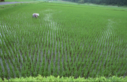 蘇寧315全民煥新節(jié)好米日，一起享受好米時節(jié)