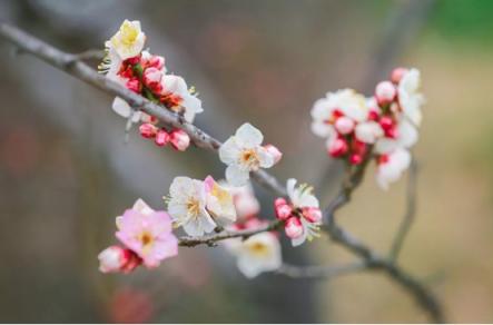 煙花三月，老司機(jī)教你最正確的踏春打開方式！