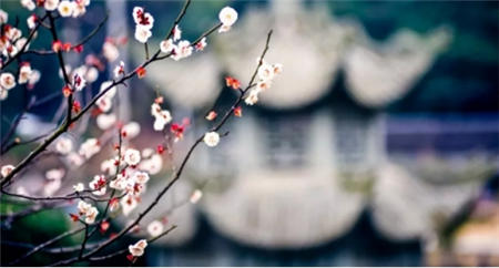 江南踏青攻略：拍下春風(fēng)，吃遍十里！
