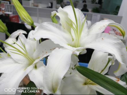 前置3200萬像素自拍新高度，華為nova4e整體上手體驗(yàn)