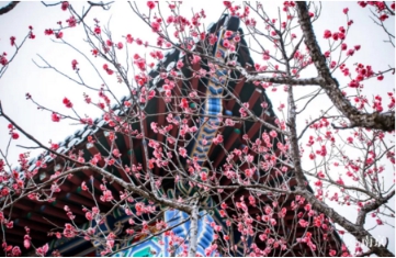南京旅游必打卡勝地，再不準備行程就晚啦！