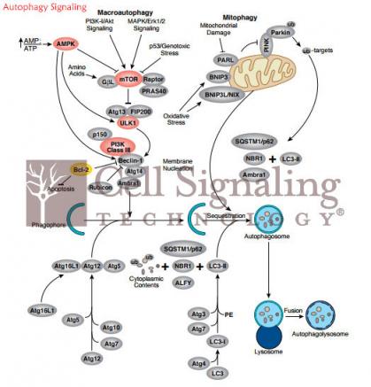 未來已來？賽信通CST中國正逐步邁向未來“星辰大海”！