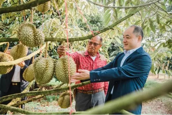 蘇寧“卞包包”再出手！這次是泰國(guó)2000萬(wàn)顆榴蓮