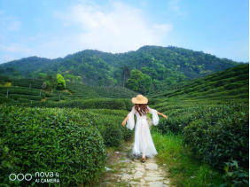 不舍杭州4月天，同我一起躲進(jìn)春天的茶園