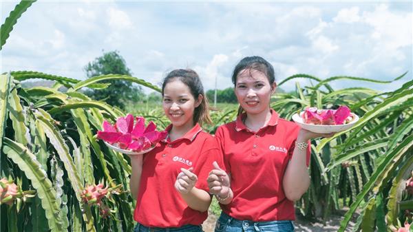 蘇寧快消再下一城，“包圓”越南3萬(wàn)畝火龍果基地