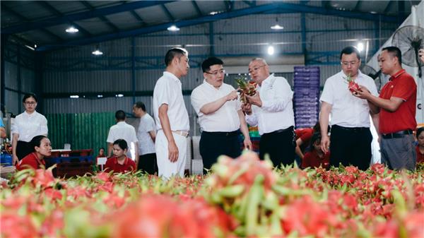 蘇寧快消再下一城，“包圓”越南3萬(wàn)畝火龍果基地