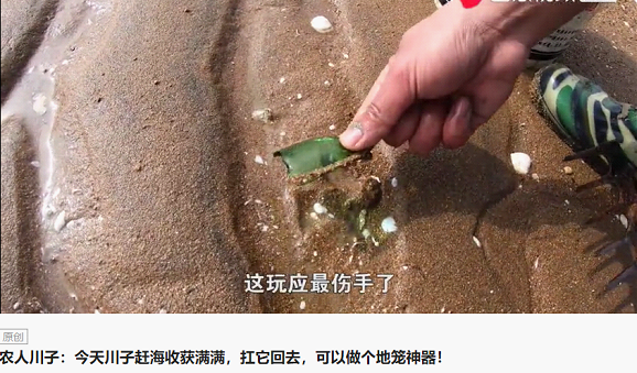 新農(nóng)人川子專拍趕海抓螃蟹，今日頭條粉絲206萬！獲“海鮮搓澡一哥”
