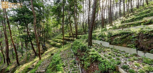 跟兩位局長認(rèn)識(shí)道地藥材——霍山石斛