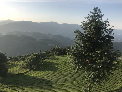 古有中俄茶道，現(xiàn)有電商扶貧助力五峰茶葉走出大山