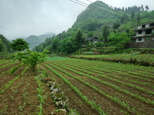 助力貧困縣變身，蘇寧拼購智慧零售賦能優(yōu)勢獲央黨媒點(diǎn)贊