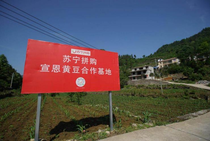 新華社等媒體紛紛點(diǎn)贊 蘇寧拼購(gòu)揭秘10萬(wàn)農(nóng)戶脫貧秘訣