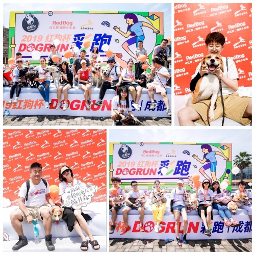 奔跑吧紅狗杯，千名寵友攜652只狗狗狂歡六一