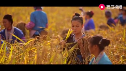 古法榨油、手工釀酒，廣西苗妹真實再現(xiàn)苗族風(fēng)土人情，網(wǎng)友：這才是人間天堂