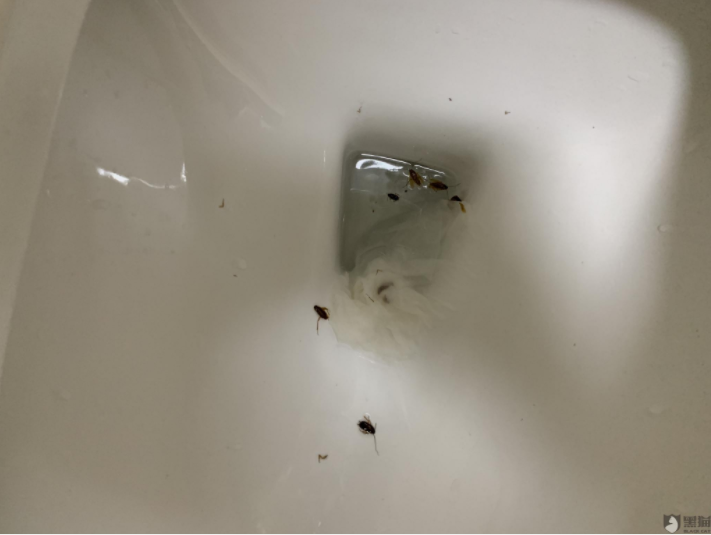 自如公寓蟑螂成群，“品質(zhì)租房”成空談？