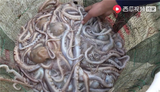 惹河豚生氣、遭八爪魚噴墨，趕海人在西瓜視頻上演現(xiàn)實版“老人與?！?/></p><p>對趕海充滿好奇的人們，甚至每日在西瓜視頻上催著他更新內(nèi)容。但對川子而言，趕海的過程并不像視頻里看著那么簡單輕松。趕海是一件非常消耗體力的事，他往往要走出很遠(yuǎn)，才能找到灘涂下埋著的海鮮。</p><p>每天退潮時間長達(dá)數(shù)個小時，川子跟著潮汐，在灘涂一走幾個小時，沒有任何可以坐下休息的地方。背著幾十斤的海鮮，在廣闊的灘涂中跋涉，要比在岸上累得多。川子只要一下海，當(dāng)天必是運(yùn)動排行榜的冠軍。</p><p>在當(dāng)?shù)氐臐O民中流傳著一句老話：欺山不欺海。盡管只是灘涂，但大海仍在遠(yuǎn)處虎視眈眈，每當(dāng)海上刮起東北風(fēng)時，大海就會發(fā)出空洞的嗡嗡巨響，海水一片渾濁。有一次，剛刮完臺風(fēng)，川子就出來趕海了，為了更好地摸到藏在沙里的海鮮，他經(jīng)常不戴手套。說起在冰水里摸海鮮的感覺，川子只用輕描淡寫的兩個字來形容：扎手。</p><p>威脅趕海人的，除了疲勞和寒冷，還有來自大海的危險。灘涂上有許多沙溝，退潮時沙溝里的水只沒過腳踝，但一旦漲潮，沙溝中的水位陡然變深。當(dāng)沙洲上的水位到達(dá)膝蓋時，沙溝里的水已經(jīng)可以沒過脖子，溝內(nèi)暗流洶涌，流速很快。如果趕海人沒有及時返回，就再也回不去了。</p><p>在川子的西瓜視頻中，不僅記錄了捕捉蛤蜊、面包蟹的過程，也記錄了海邊人民的一日三餐。作為一名趕海者，川子很注重保護(hù)海洋生物。在他的趕海視頻中，網(wǎng)友經(jīng)常可以看到，年幼的小螃蟹、懷孕的八爪魚都會被川子“趕”回海中放生。川子還會對小海鮮生物調(diào)侃道“小螃蟹不要了，等你長大了我再來抓你!”</p><p>一直以來，川子也在以實際行動保護(hù)著海洋生態(tài)。他經(jīng)常將塑料袋、啤酒瓶、易拉罐等海洋垃圾帶回家中;廢棄的漁網(wǎng)、帽子等也被川子一并拿走，進(jìn)行廢物改造、利用。有趣的是，川子的環(huán)保日常更被網(wǎng)友看作是一次“趕海淘寶之旅”。在趕海過程中撿到的光盤、U盤，引起了網(wǎng)友巨大的興趣，他們好奇里面都裝了些什么。</p><p>川子說：感謝西瓜視頻幫助我把自己收獲海鮮的喜悅通過鏡頭傳遞給每個看視頻的朋友。希望自己的視頻能夠繼續(xù)傳遞快樂、也傳遞正能量。</p><p align=