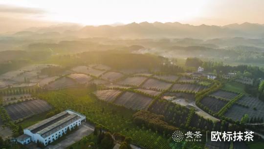 從小眾到主流，打造抹茶超級(jí)IP