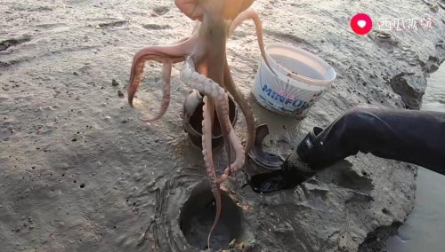90后莆田漁民趕海走紅西瓜視頻，網(wǎng)友：摸魚竟然也是工作