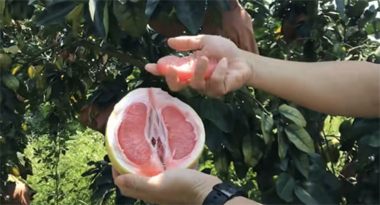 蘇寧拼購護(hù)航琯溪蜜柚上行：不止拼價格，更要拼品質(zhì)！
