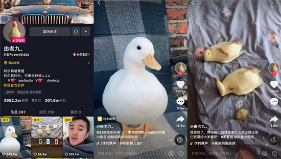 唐老鴨本鴨！東北小伙養(yǎng)寵物鴨獲贊3000萬走紅抖音