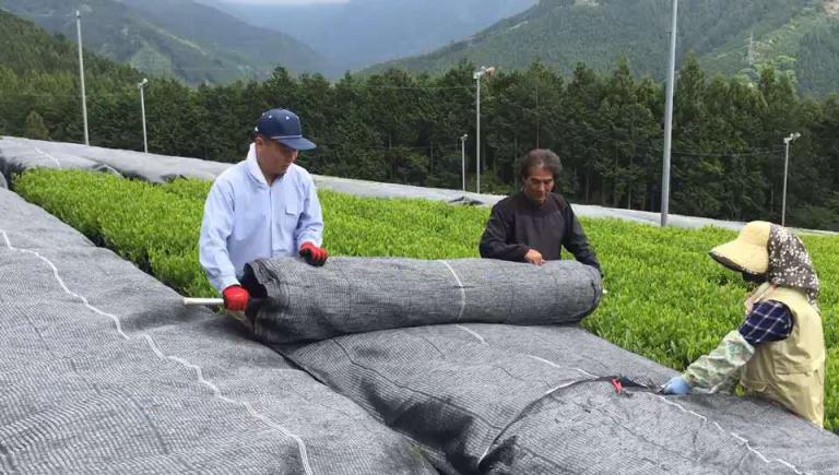 抹茶研究院帶你了解，如何判斷抹茶品質下降？