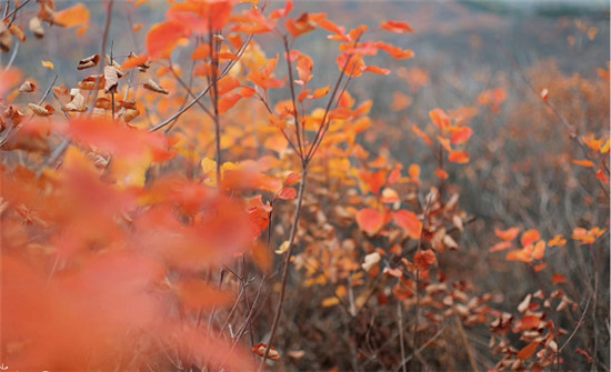 精明“錯(cuò)峰游”看這里!賞最美紅葉，住風(fēng)情民宿，每一處都是仙境!