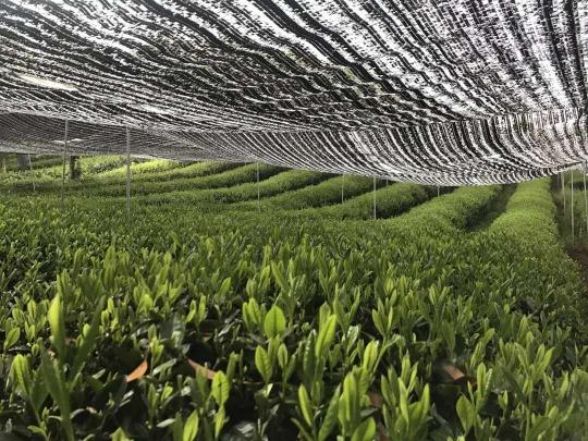 玉露、煎茶、抹茶、歐標(biāo)抹茶這幾者區(qū)別和聯(lián)系