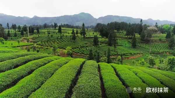 貴茶歐標(biāo)抹茶，天時(shí)地利人和的選擇