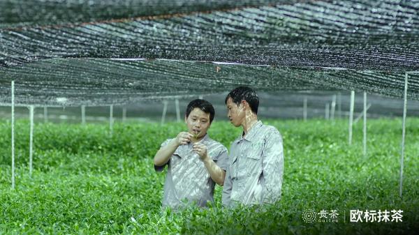 貴茶歐標(biāo)抹茶，天時(shí)地利人和的選擇