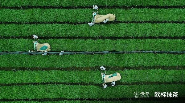 貴茶歐標(biāo)抹茶，天時(shí)地利人和的選擇
