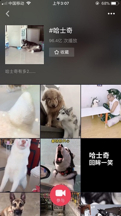 抖音發(fā)布2019數(shù)據(jù)報告 最受歡迎的萌寵是哈士奇和貍花貓